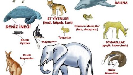 Dizi Setlerinde Kullanılan Gerçek Hayvanlar
